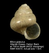 Mikro globulus (7)